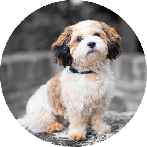 Agenturhund Sam - unser Liebling im Büro